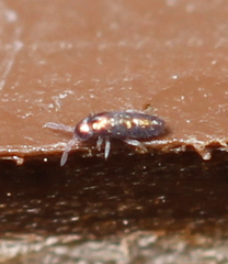 Lepidocyrtus fimicolus