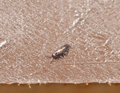 Lepidocyrtus fimicolus