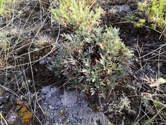 Oxytropis tragacanthoides