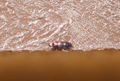 Lepidocyrtus fimicolus