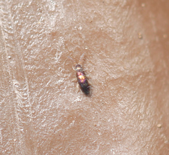 Lepidocyrtus fimicolus
