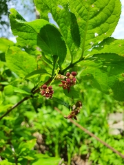 Euonymus sachalinensis