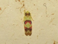 Erythroneura integra