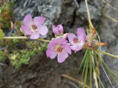 Malacothamnus fasciculatus catalinensis