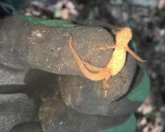 Notophthalmus viridescens image