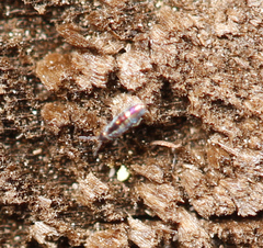 Lepidocyrtus fimicolus