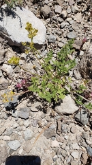 Cymopterus terebinthinus