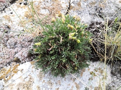 Oxytropis tragacanthoides