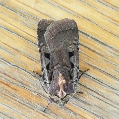 Parabagrotis insularis