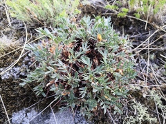 Oxytropis tragacanthoides