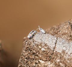 Lepidocyrtus fimicolus