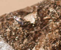 Lepidocyrtus fimicolus