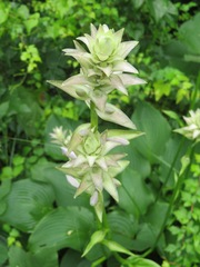 Hosta sieboldiana