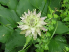 Hosta sieboldiana