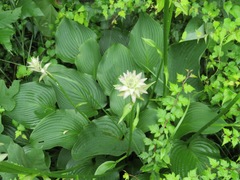 Hosta sieboldiana