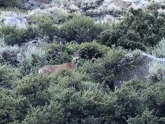 Odocoileus hemionus inyoensis