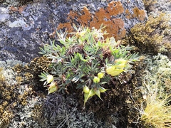 Oxytropis tragacanthoides