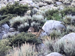 Odocoileus hemionus inyoensis