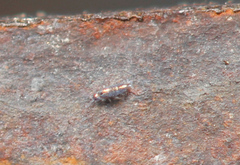 Lepidocyrtus fimicolus