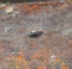 Lepidocyrtus fimicolus
