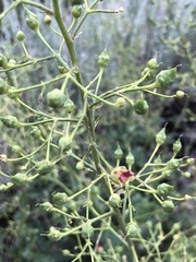 Scrophularia desertorum