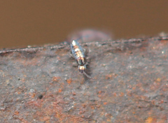 Lepidocyrtus fimicolus