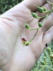 Scrophularia desertorum