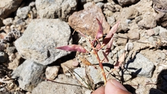 Phoenicaulis cheiranthoides