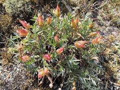 Oxytropis tragacanthoides