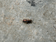 Lepidocyrtus fimicolus