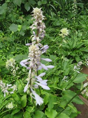 Hosta sieboldiana