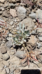 Phoenicaulis cheiranthoides