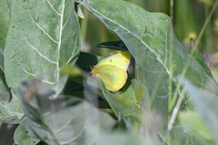 Colias philodice eriphyle