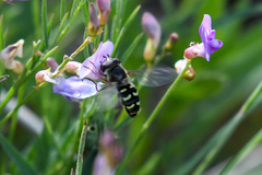 Lapposyrphus lapponicus