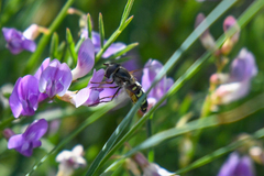 Lapposyrphus lapponicus