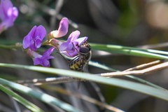 Lapposyrphus lapponicus