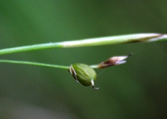 Carex alba