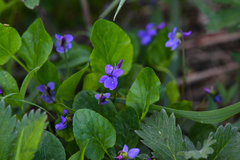 Viola adunca adunca