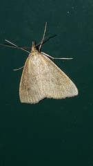 Psammotis pulveralis