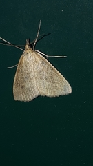 Psammotis pulveralis