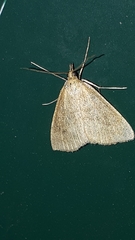 Psammotis pulveralis