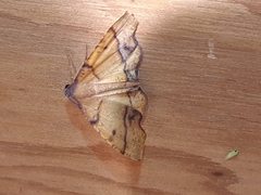 Plagodis phlogosaria