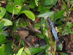 Orthetrum glaucum