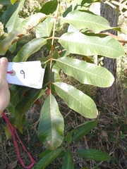 Canarium australianum