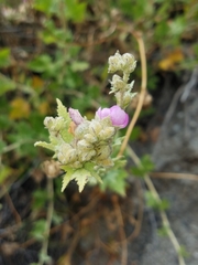 Malacothamnus fasciculatus catalinensis