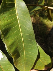 Canarium australianum