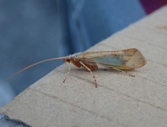 Limnephilus flavicornis