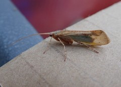 Limnephilus flavicornis