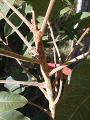 Canarium australianum