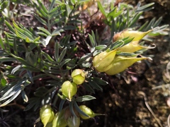 Oxytropis tragacanthoides